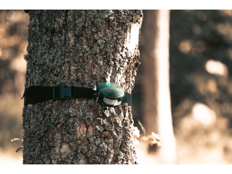 Sensore per caccia CALIBER HUNTING - 1 sensore