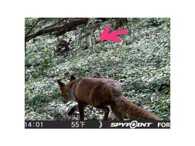 Sredstvo za privlačenje BLACK FIRE PREDATOR - lisica, šakal, kune, predatori