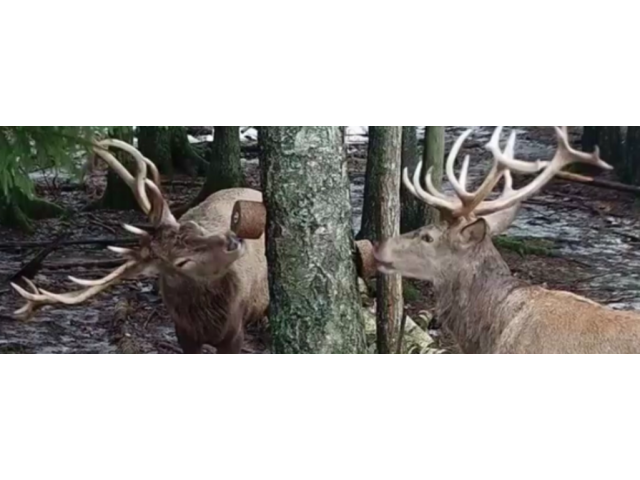 Lizak za divjad Wildlutscher Leckstein Anis - anis