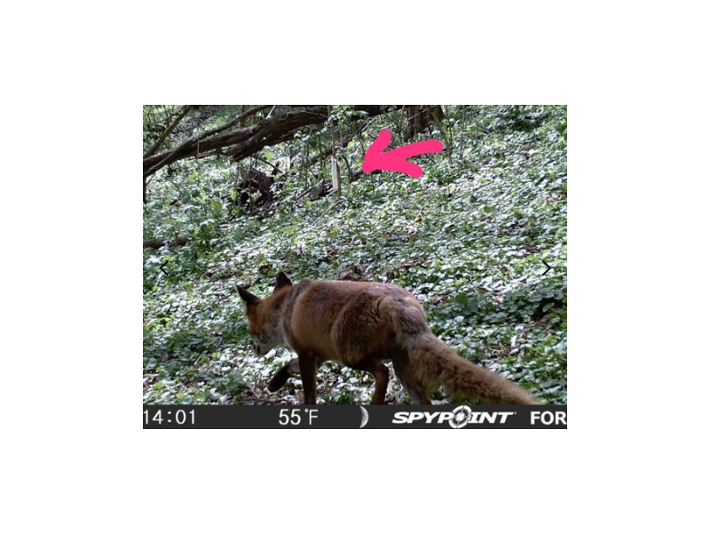 Sredstvo za privlačenje BLACK FIRE PREDATOR - lisica, šakal, kune, predatori