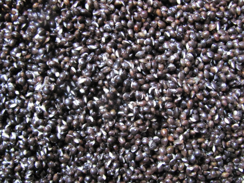 Futter zur Anlockung HAMPF Samen gekocht