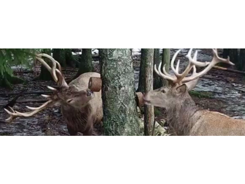 Lizak za divjad Wildlutscher Leckstein Anis - anis