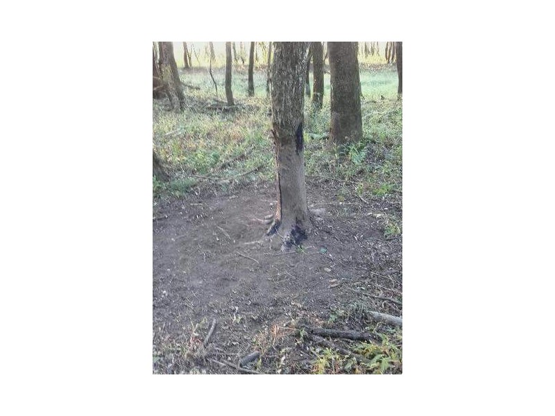 Attrattore per cinghiali BLACK FIRE 0,5 kg