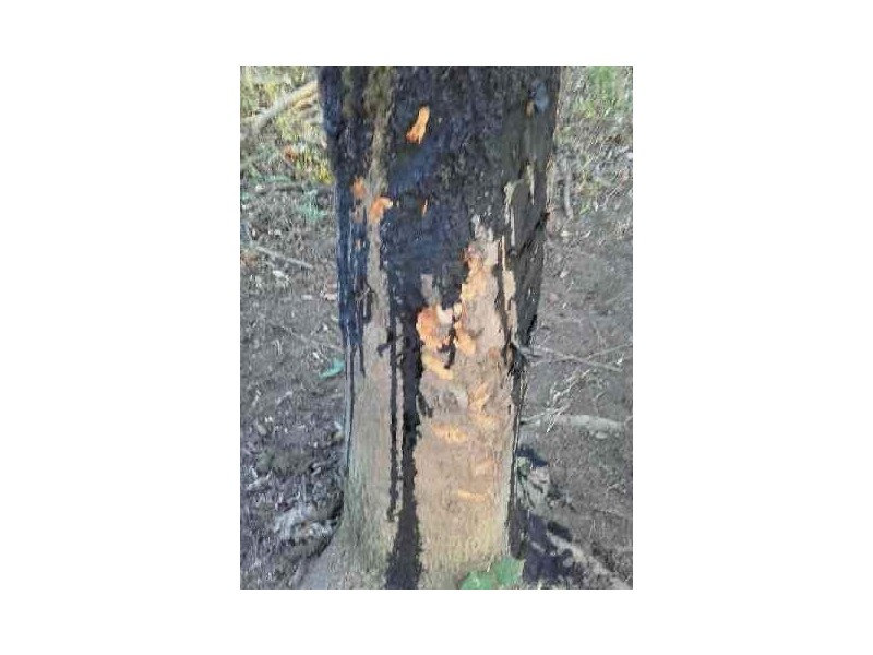 Attrattore per cinghiali BLACK FIRE 0,5 kg
